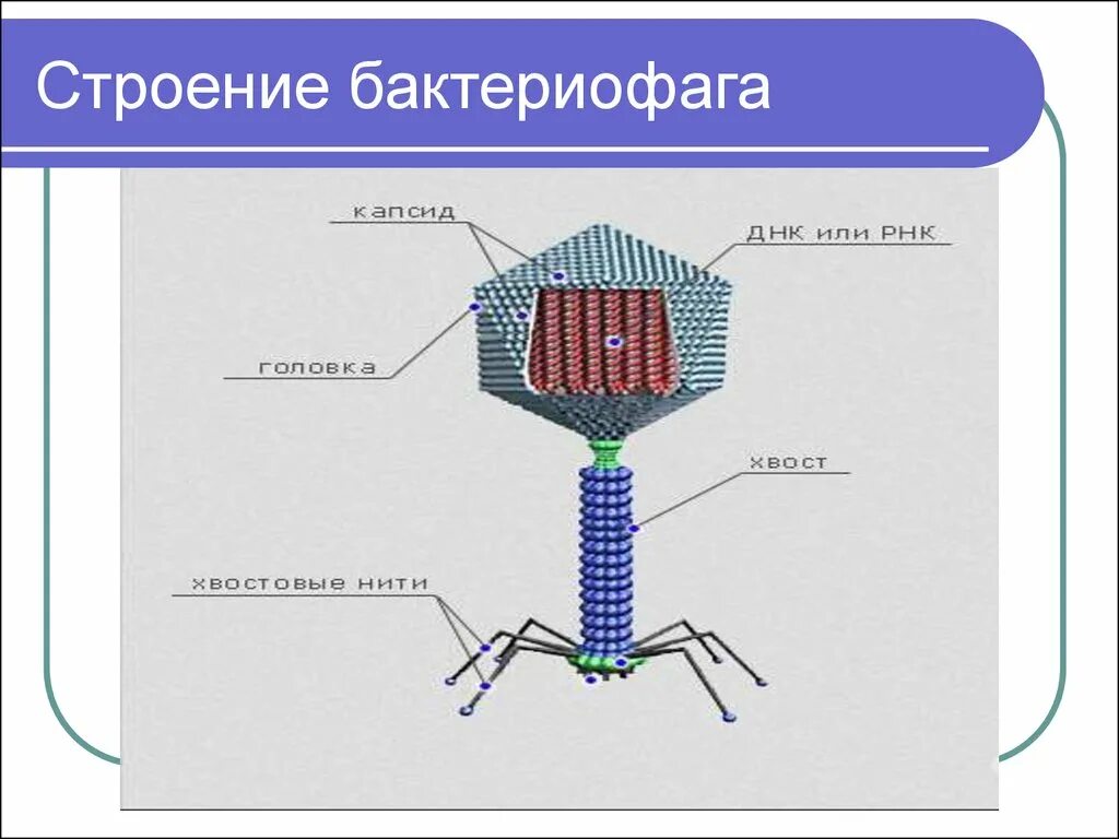 Строение вириона бактериофага. Строение вируса бактериофага. Строение бактериофага 9 класс. Схема строения капсида бактериофага. Вирусы 9 класс биология