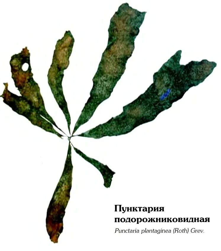 Кораллиновые водоросли. Водоросли 8 букв. Нитчатка на роголистнике. Водоросли 8 букв. Водоросли 8 букв.