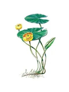 Кубышка желтая корень