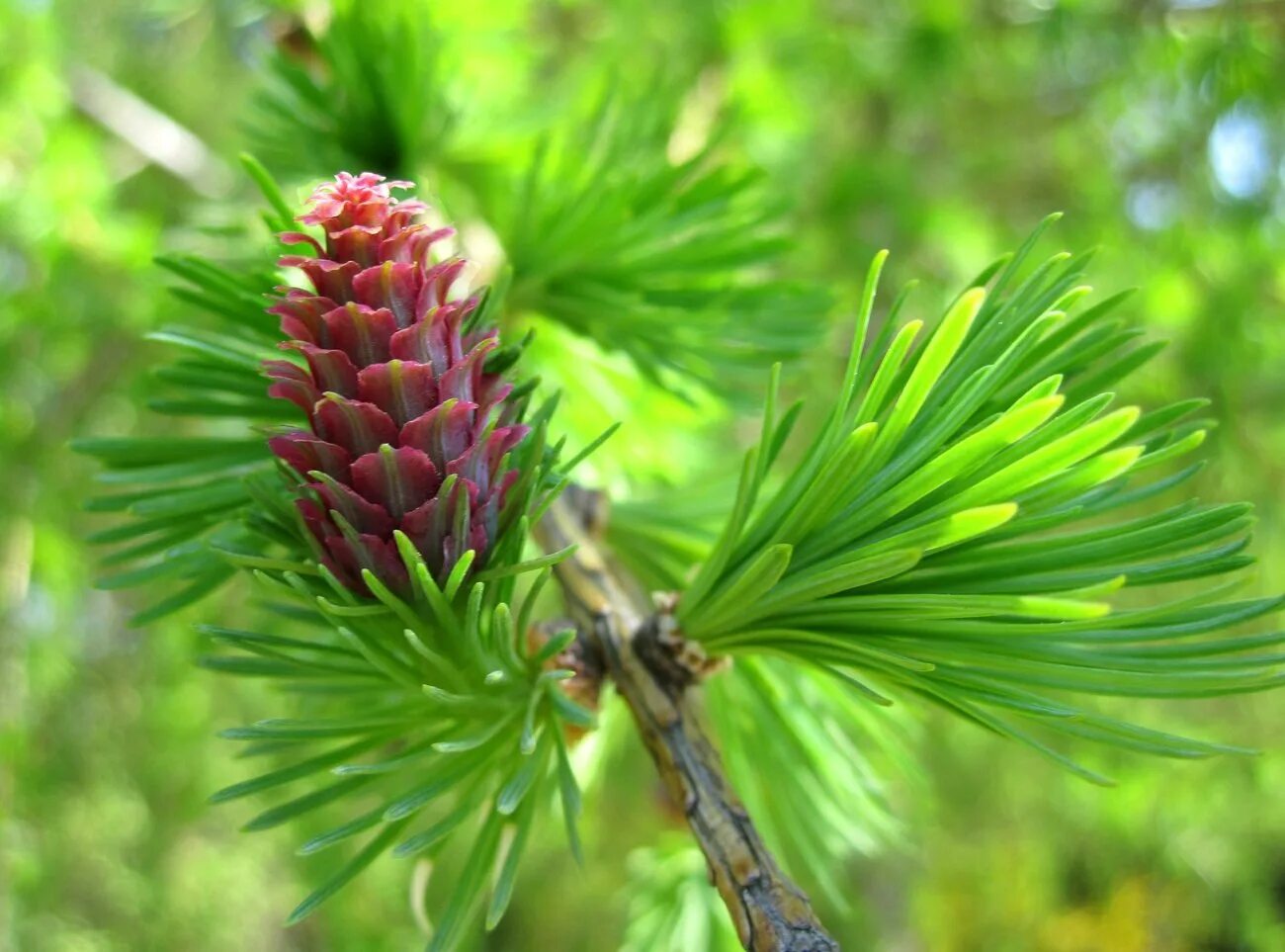 Сосна и лиственница хвойные деревья. Лиственница Сибирская Larix sibirica. Лиственница Даурская. Лиственница Сибирская Lárix sibírica. Лиственница Сибирская (Larix sibirica Ledeb.).