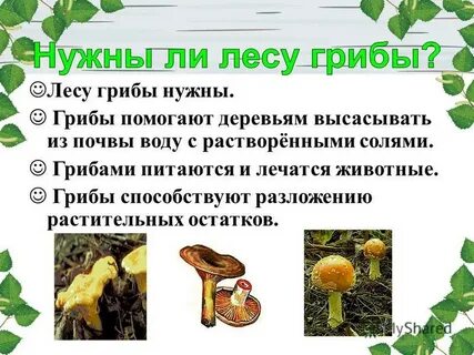 Грибы препятствуют разложению растительных остатков в лесу