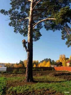 Какое дерево красноярск