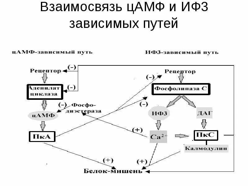 Зависимые пути. ЦАМФ. Накопление ЦАМФ В клетках. Цикл ЦАМФ. Образование ЦАМФ.