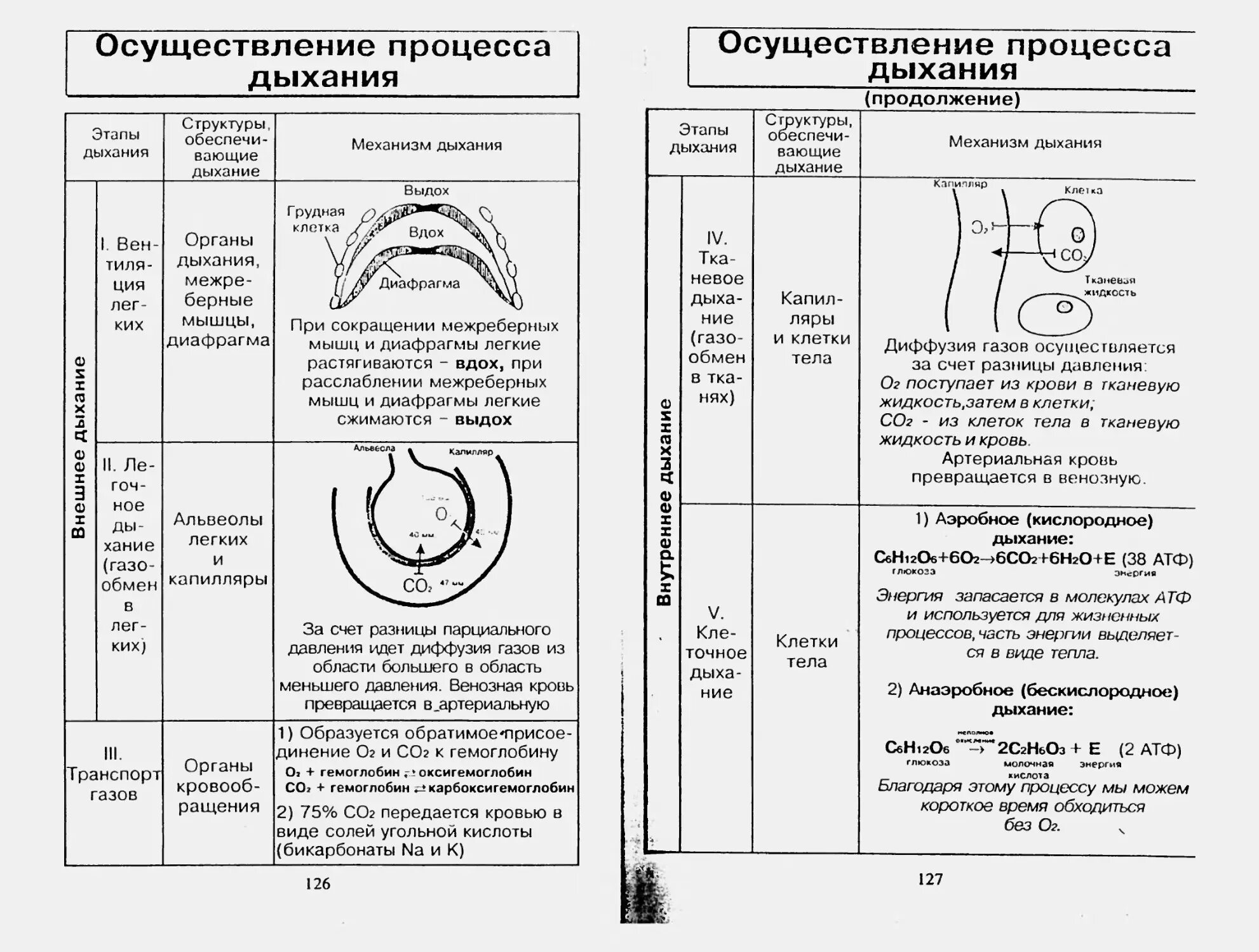 Дыхание таблица 8 класс биология. Этапы дыхания человека таблица. Осуществление процесса дыхания таблица. Этапы процесса дыхания схема. Этапы дыхания человека 8 класс биология таблица.