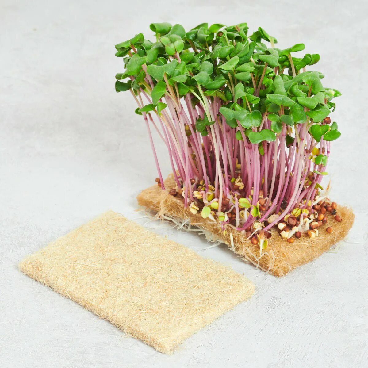 Кислица микрозелень. Микрозелень Чайна Роуз. Micro Green микрозелень. Микрозелень Вербена.