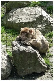 Год обезьяны камни