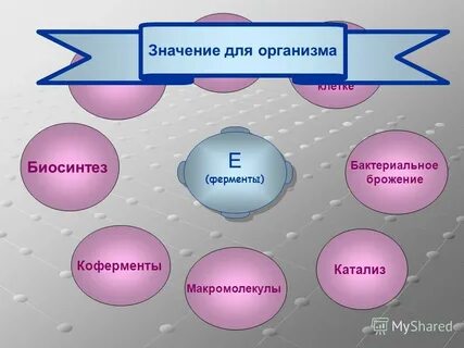 Ферменты урок 10 класс биология