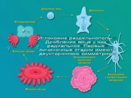 Наличие половый