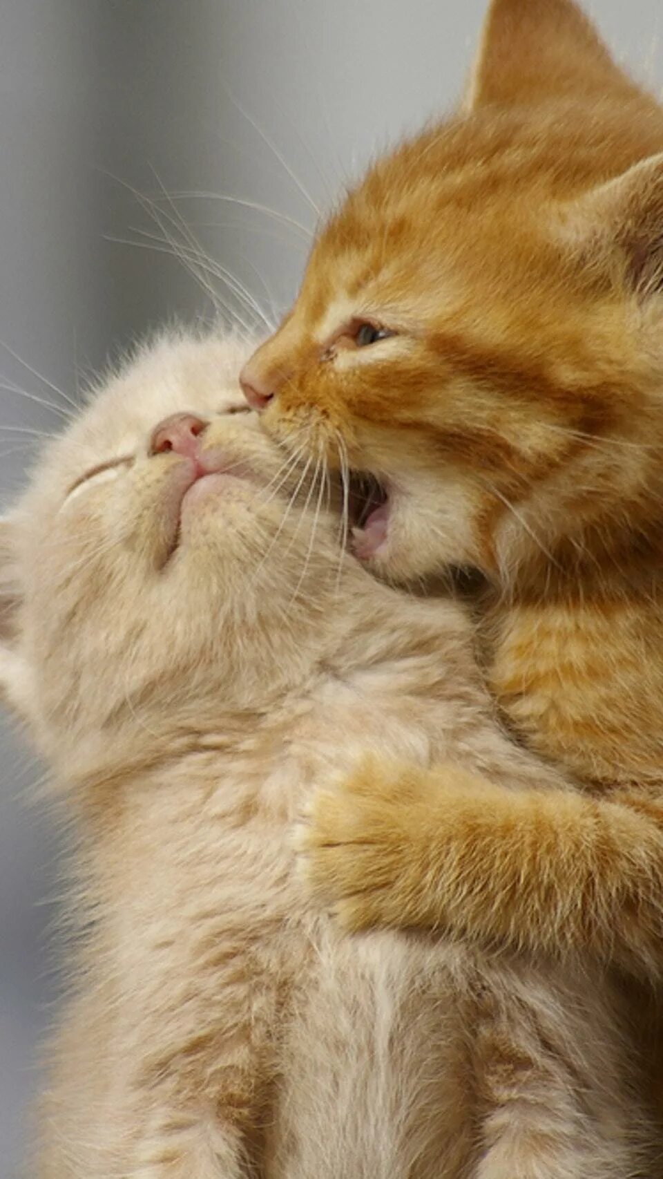 Песня дай я тебя поцеловала. Поцелуй. Котики целуются. Иди поцелую. Расцелую тебя.