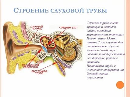 Какое значение имеет ухо