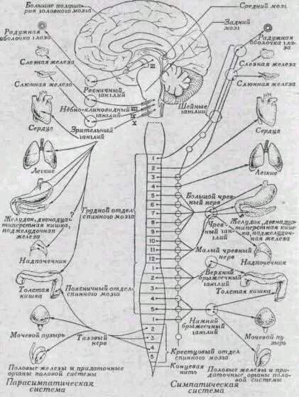 Иннервация черепных нервов. Симпатическая нервная система анатомия схема. Схема строения парасимпатической нервной системы. Схема вегетативной нервной системы Липченко. Парасимпатическая нервная система схема.