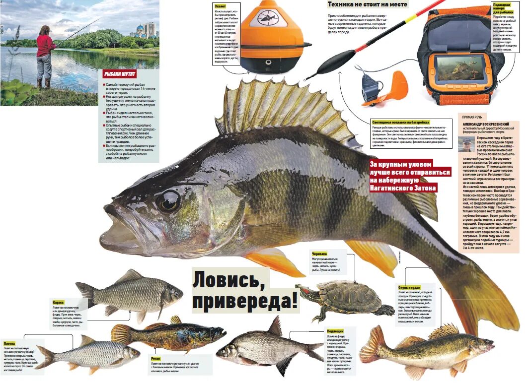 Какую рыбу можно ловить на дону