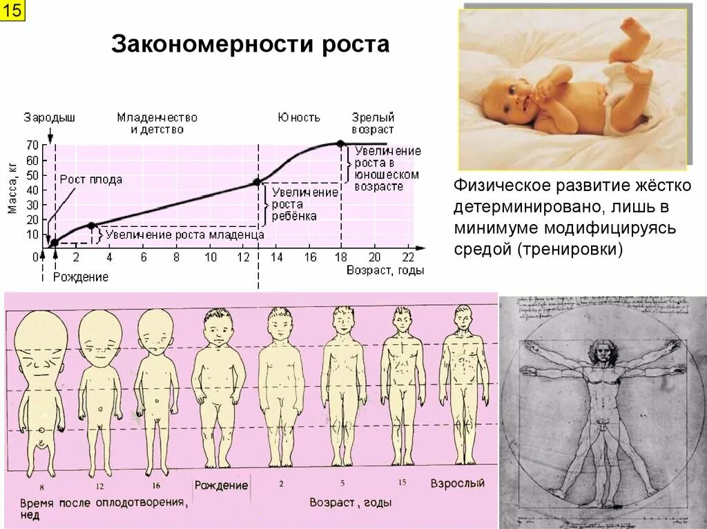 Закономерности роста детей. Закономерности развития ребенка. Закономерности роста и развития организма человека. Развитие тела ребенка. Увеличение массы тела ребенка