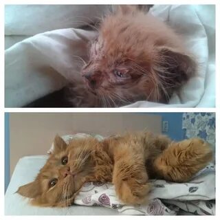 Подобрали котенка с улицы первые
