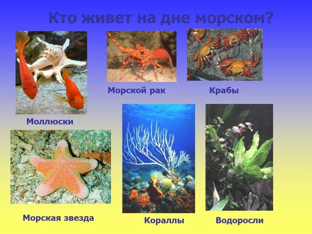 Кто живет на дне морском. Морской мир для дошкольников. Обитатели морского дна гашвания. Презентация на тему подводный мир. Презентация на тему морские обитатели.