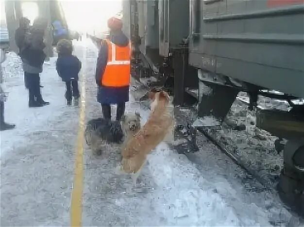 Следование поезда 014. Поезд 013 новокузнецк санкт-петербург. поезд 013н новокузнецк санкт-петербург фирменный новокузнецк. поезд 014н санкт-петербург новокузнецк. поезд спб новокузнецк маршрут.
