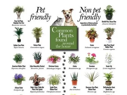 The plant list