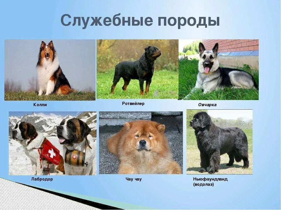 Породы собак названия. Пароля собак служебные. Служебные породы. Породы служебных собак с фотографиями и названиями.