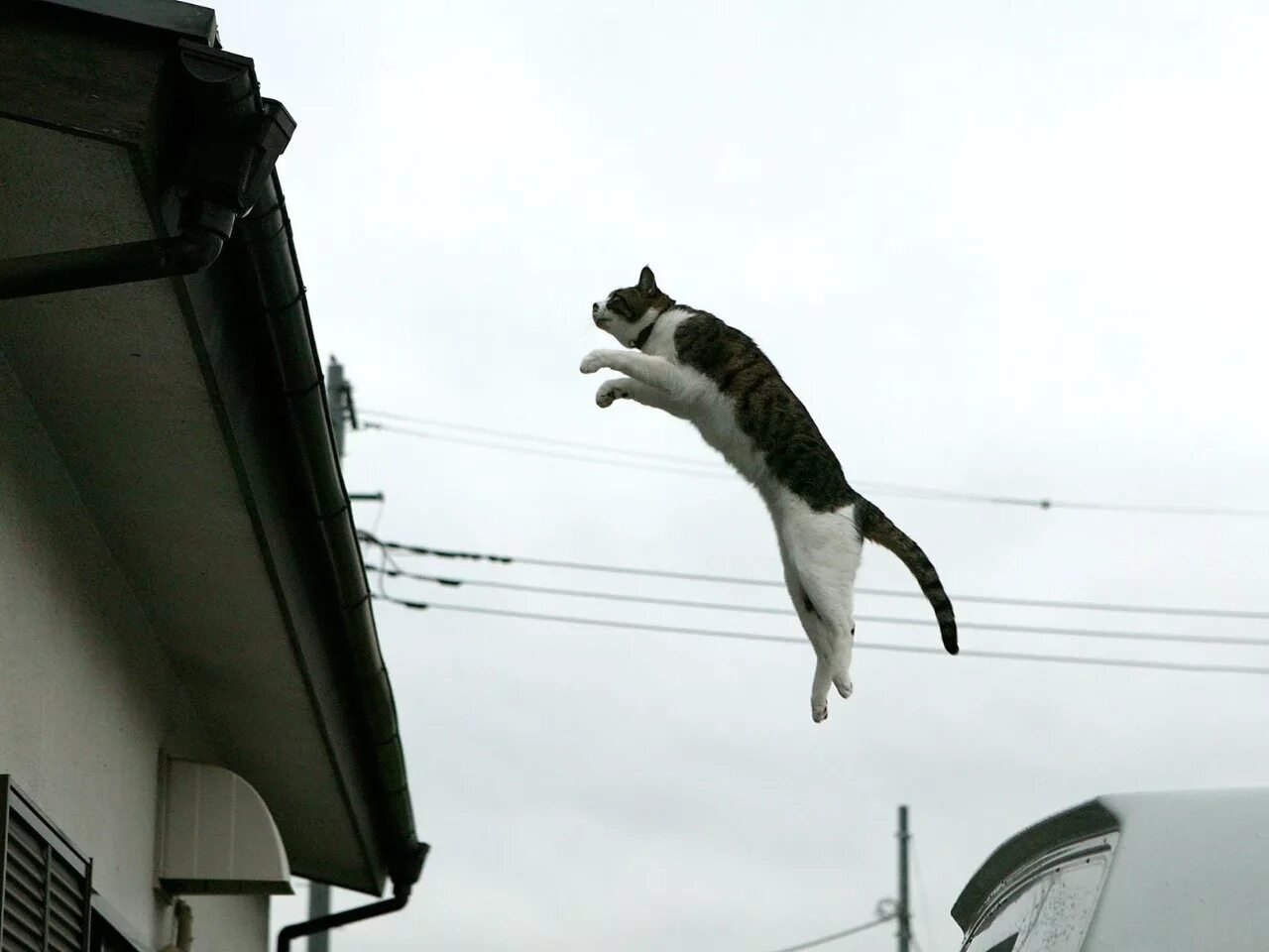 Движение первых кот. Летающие коты. Кот прыгает с крыши. Кот падает с крыши. Кошка в прыжке.