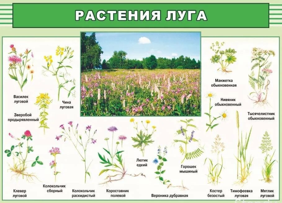 Дикий цветок текст. Белые полевые цветы. Дикий цветок текст. Дикий цветок текст. Морковь дикая.