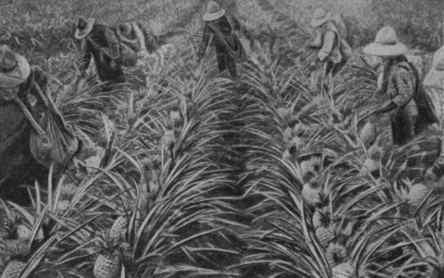 Сахарный тростник сбор. Плантации сахарного тростника 19 век. Плантации сахарного тростника в Индии 19 века. Плантации табака в Латинской Америке 19 век. Плантации 18 века сахарного тростника.