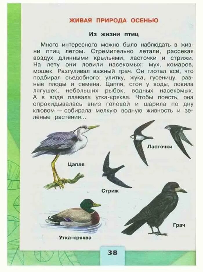 Окружающий 2 класс плешакова. Птица из учебника окружающий. Окружающий мир второй класс птицы. Птицы окружающий мир 2 класс Плешаков. Птицы из учебника окружающий мир
