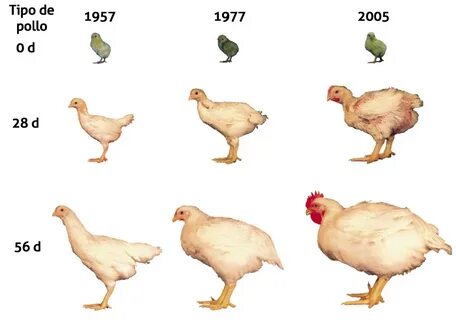 Карта chicken