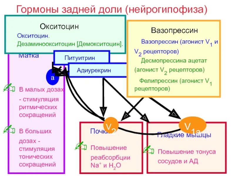 Окситоцин гормон механизм действия. Окситоцин механизм действия. Регуляция выработки окситоцина. Окситоцин механизм действия биохимия.