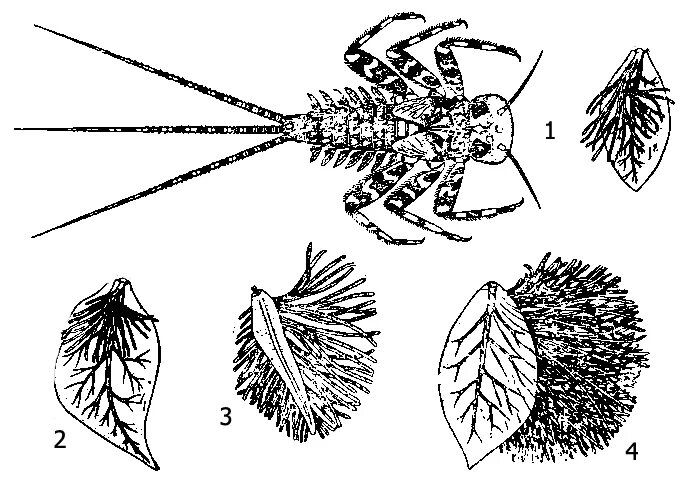 Трахейные жабры личинок поденки. Личинки поденок бентос. Heptagenia sulphurea. Подёнки метаморфоз.