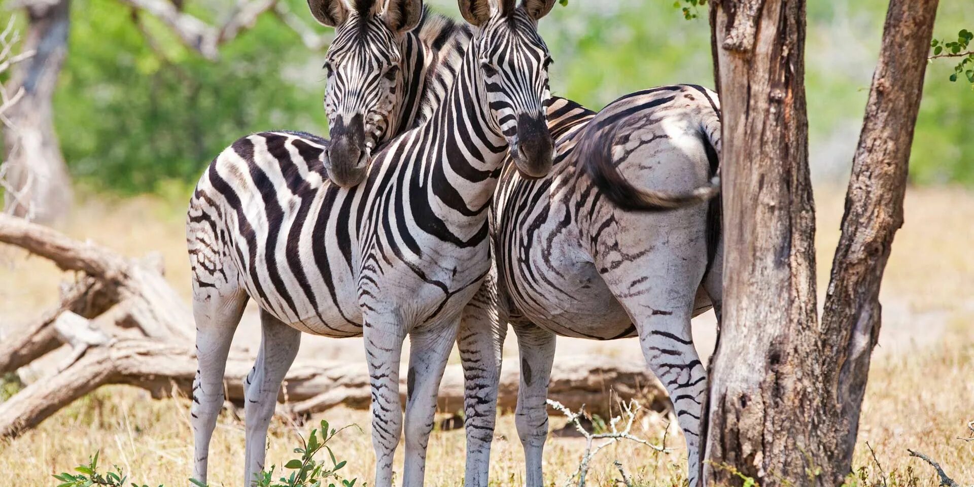 Wildlife conservation. Зебры в Намибии. Африканские постеры сафари. Wildlife volunteering.