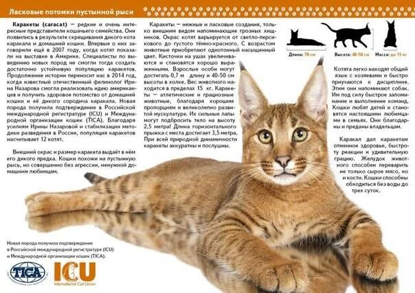 Содержание больших кошек