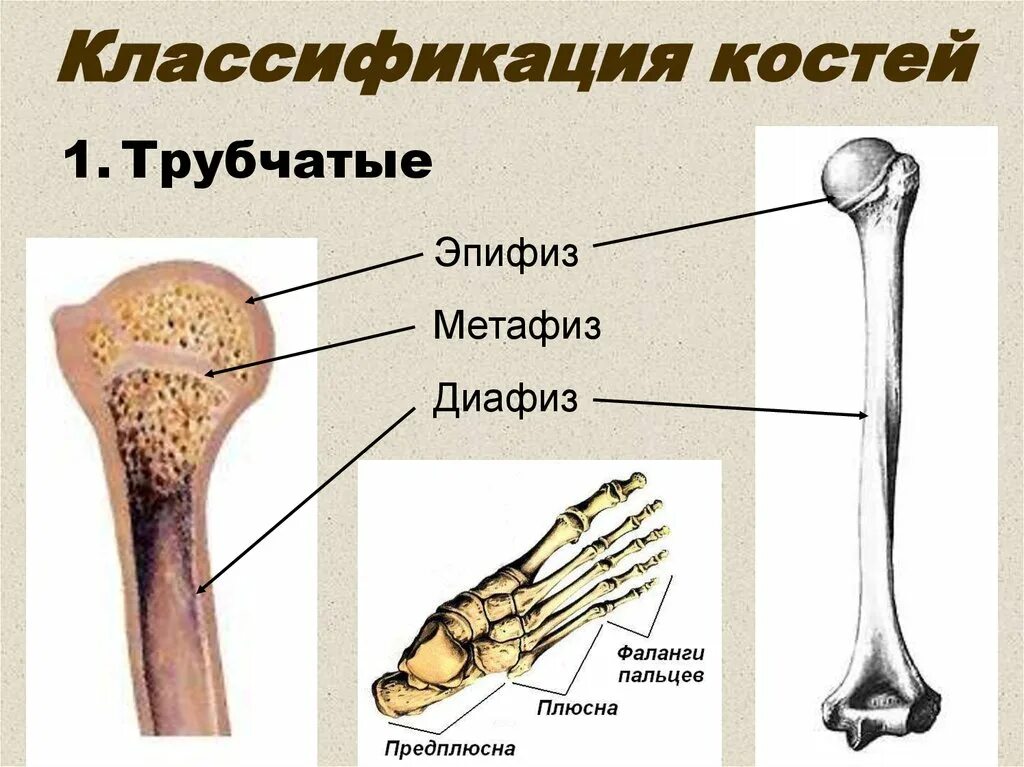 Три трубчатые кости. Классификация костей трубчатые. Диафиз и эпифиз костей. Строение кости эпифиз метафиз диафиз. Трубчатую кость диафиз.