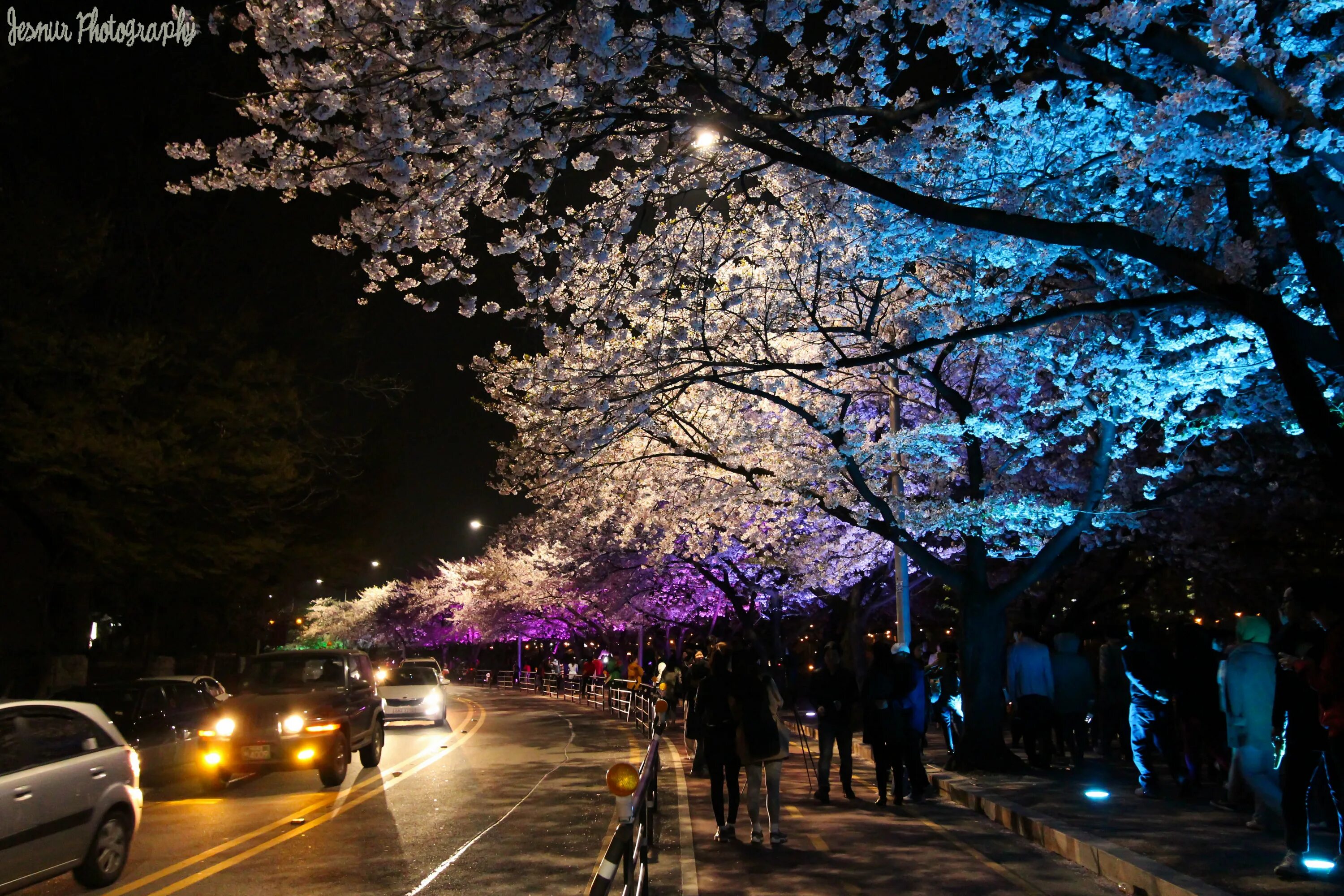 Сакура ночью. Южная Корея Сеул улицы. Сеул Южная Корея Сакура. Ночная Корея Сеул. Ночь Сеул Корея.