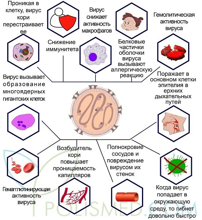 Вирусом называется корь. Вирус кори возбудитель. корь возбудитель инфекции.