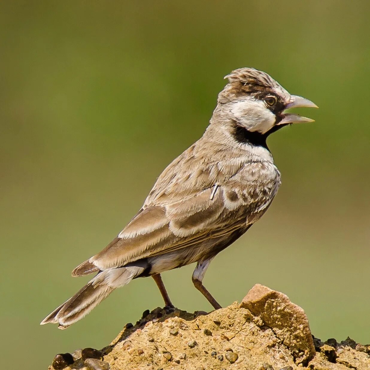 Жаворонок и Воробей. Каштановый воробьиный Жаворонок (Eremopterix leucotis). Птица похожая на воробья. Птицы похожие на жаворонка
