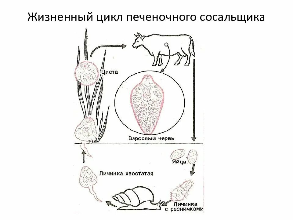 Схема жизненного цикла печеночного сосальщика. Цикл развития печеночного сосальщика. Цикл развития печеночного сосальщика схема. Жизненный цикл печеночного сосальщика рисунок.