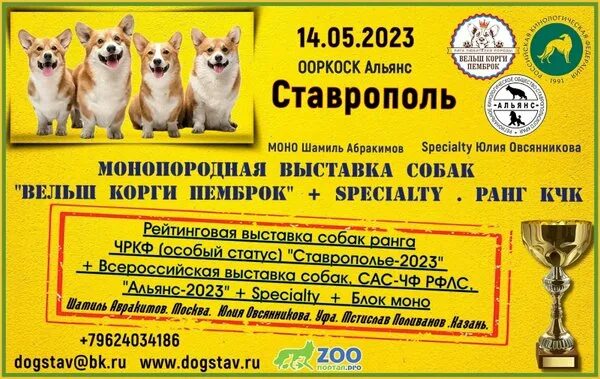 Зоостиль Ленина 105 Ставрополь. Зоопортал Липецк выставки собак 2023.