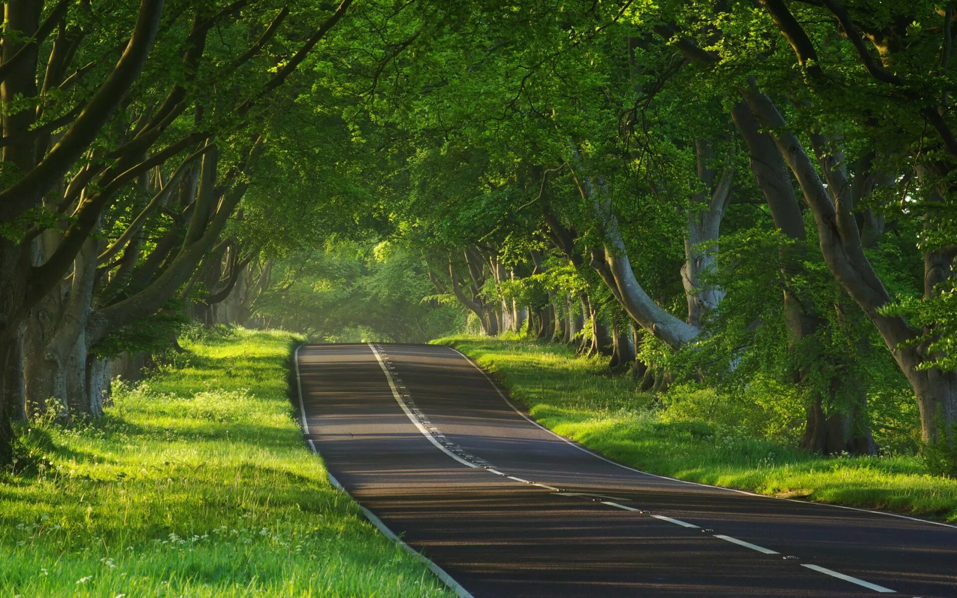Дорога ведет в лес. Пейзаж с дорогой. Летняя дорога. Дорога в лесу. Дорога среди деревьев.
