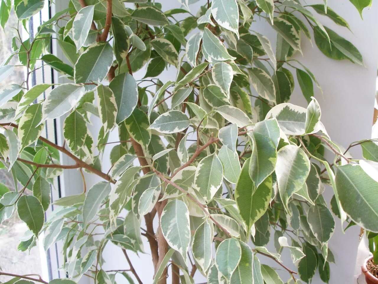 Дерен со светло-зелеными листьями. Дерен со светлыми листьями. Клён белоокаймленный. Клен остролистный белоокаймленный. Клен остролистный друмонди.