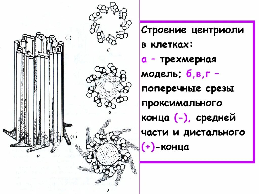 Клетка клеточный центр рисунок. Клеточные органоиды центриоли. Центриоль и микротрубочки строение и функции. Строение центриоли клетки.