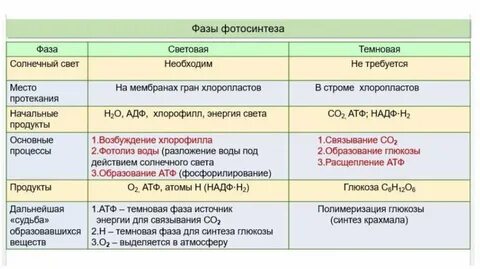 Возбуждение хлорофилла место протекания процесса