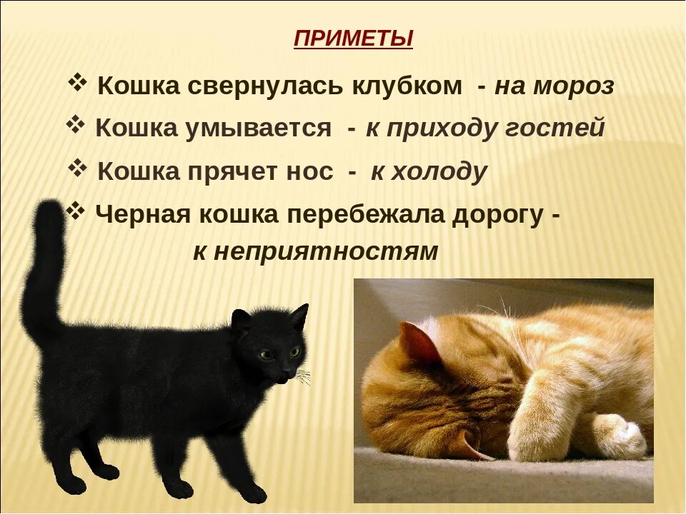 Что значит пришел в дом кот. Приметы о котах. народные приметы про кошек. приметы про кошек и котов. приметы о котах и кошках.