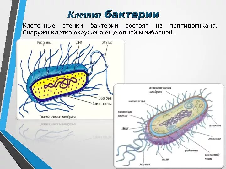 Строение стенки бактериальной клетки. Из чего состоит клеточная стенка бактериальной клетки. Из чего состоит стенка бактерий. Из чего состоит стенка бактериальной клетки.