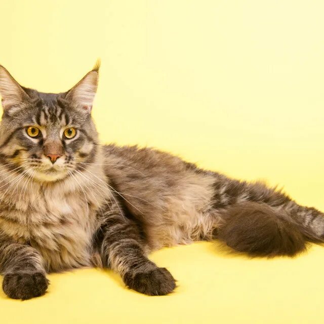 американский кун. мейн кун американец. мейн кун американец. мейн кун американец. европейский мейн-кун кошка.