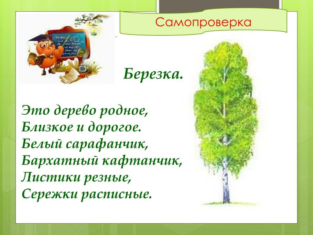 Загадка про березу. Загадки про березу для дошкольников. Загадка про березу для детей. Загадка про березку. Цифра 3 слова деревьев