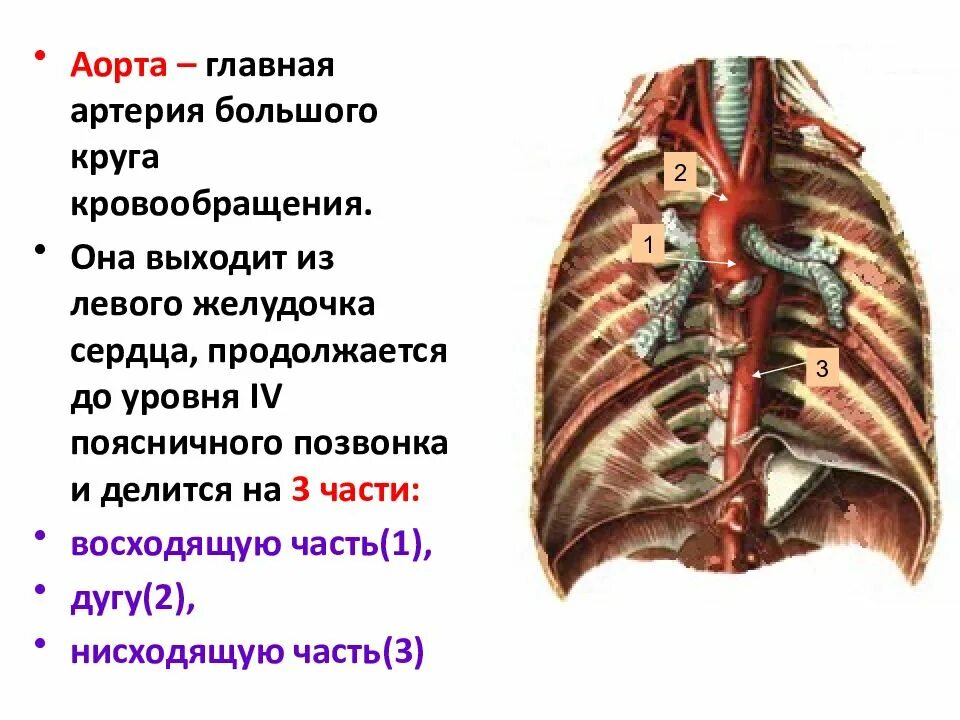 В аорте и крупных артериях находятся специализированные