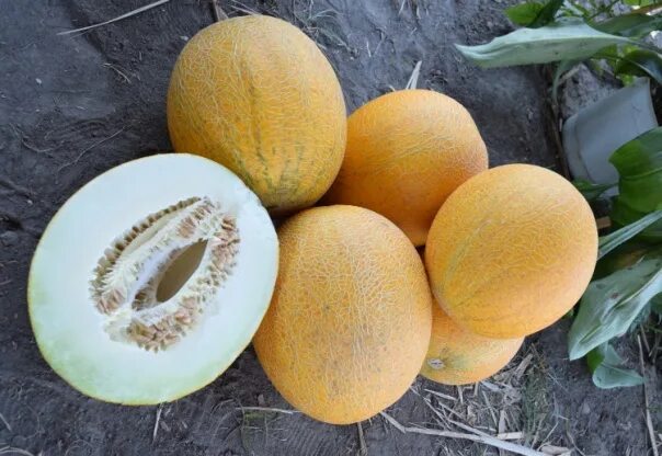 Семена дыни мазин f1. Дыня вика. Дыня медовая лакомка. Дыня торпеда узбекистан. Дыня дакара f1.