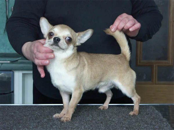 Чихуахуа мини. Чихуахуа мексиканская порода. Чихуахуа мини. Сколько живут чихуахуа девочки. Порода собак чихуахуа.