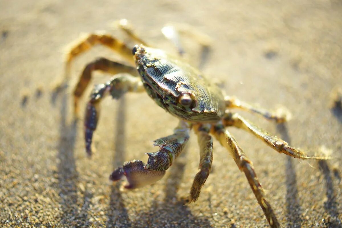 краб радужный аквариумный. крабик на головку. крабик стример. сколько живут крабики. атарбекова 7.