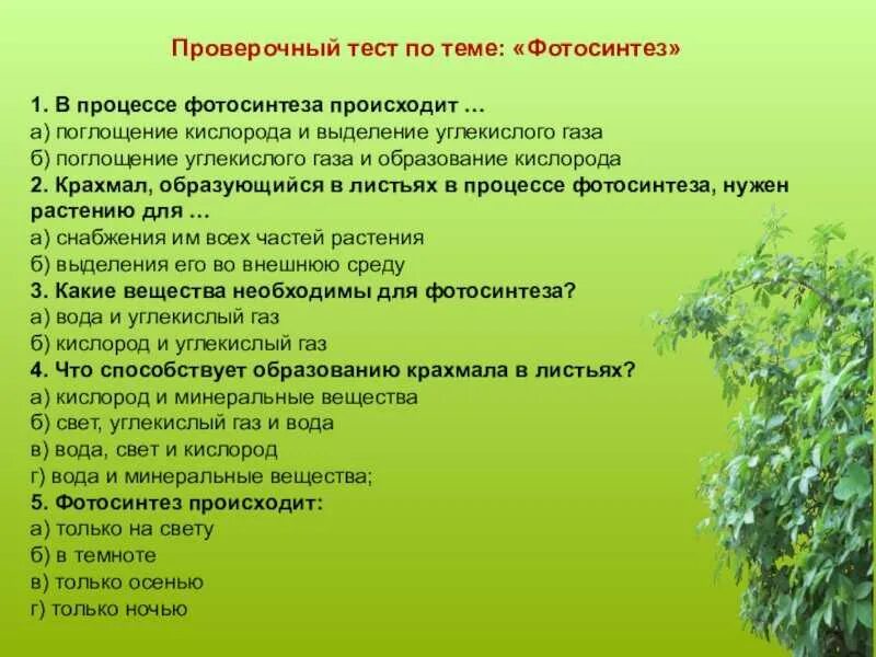 Тест по теме растения 9 класс. Вопросы по теме фотосинтез. тест по теме фотосинтез. тест по биологии 6 класс фотосинтез. вопросы на тему фотосинтез.